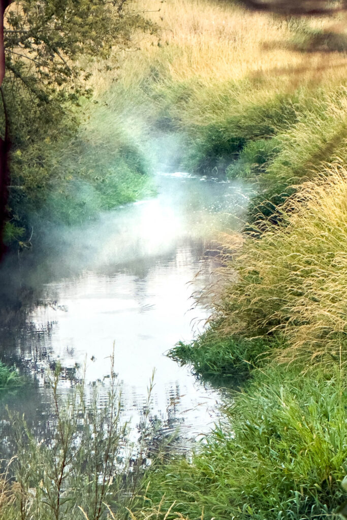 color photograph of a creek meandering through grasses, flowing from the top to the bottom of the photograph with fog from a field rolling over the creek. There are a few pine needles from the tree out of focus in the upper left.