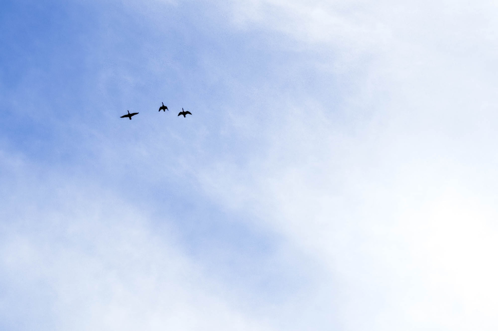 Color photograph of three ducks silhouted high up against a blue sky at the edge of light clouds.