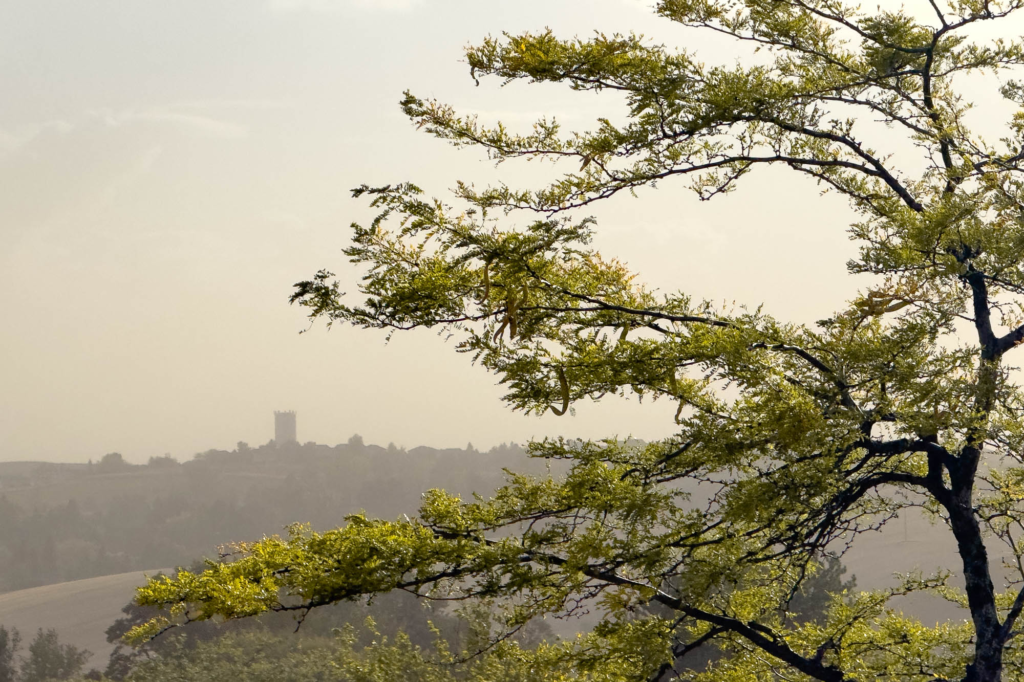 Color photograph of Locust tree, it’s thin trunk goes up on the left of the photograph. It’s branches flow to the left in the wind, between the branches about a third way up, on a hill in the distance is a water tower that is in the haze of blowing dust.