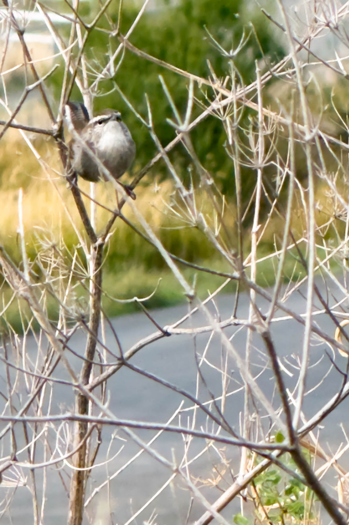 a color photograph of a Bewick wren looking directly at the camera in the bare branches of a bush, in the background out of focus is a road going across the frame, above the road are brown grasses and an evergreen tree.