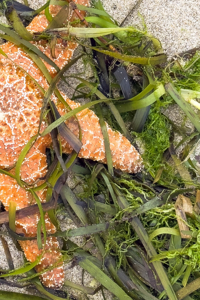 Color photograph of a starfish tangle is seaweed on the sand. It is cropped we see only part of the starfish