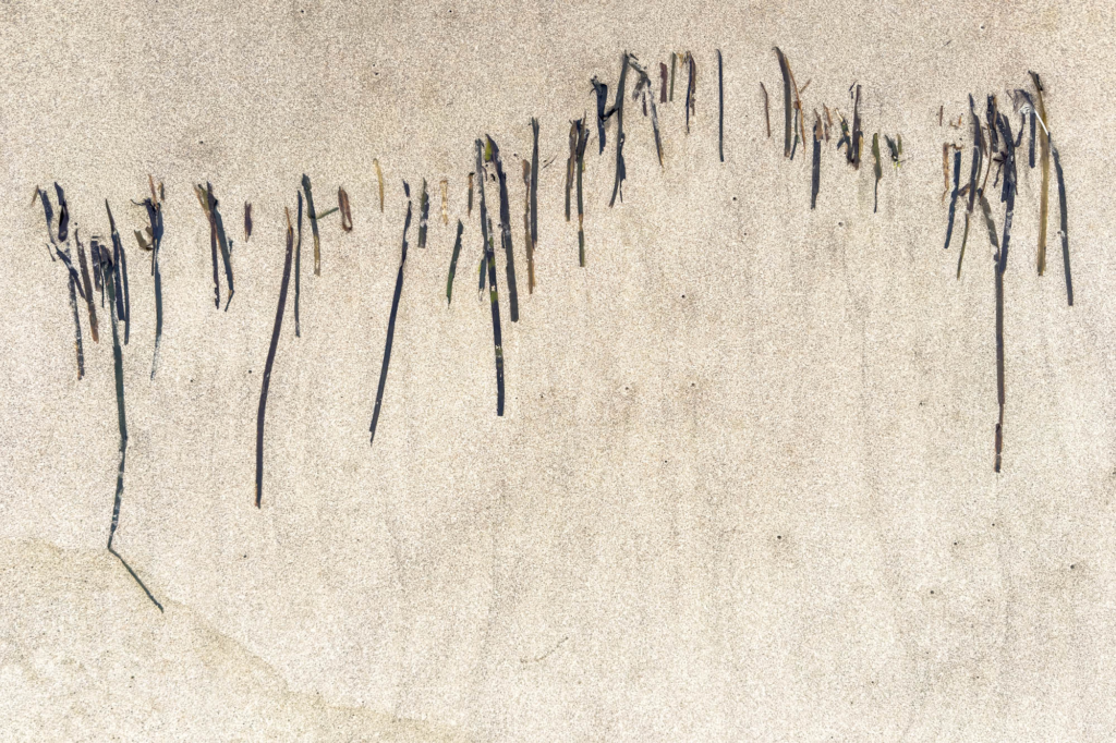 Seaweed spread across horizontally in long thin vertical lines by the ocean waves as the tide goes out. The sand dry. The long verticle line are like Japanese music written for shakuachi.