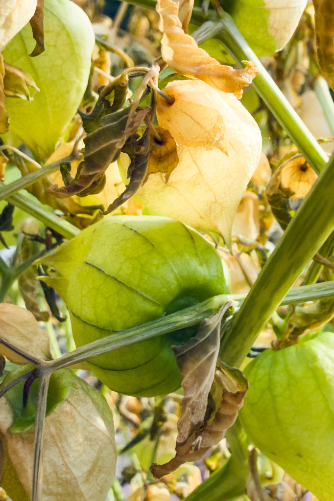 color photograph close-up of tomatillo pods. One is still green, others a golden translucent after a first frost.