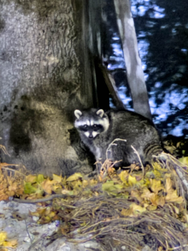 Color photograph f a raccoon against the tree, looking straight at the camera, in the upper right background, the cool blue dark of night, the tree in the foreground the light of the street lamp. This was taken at night.