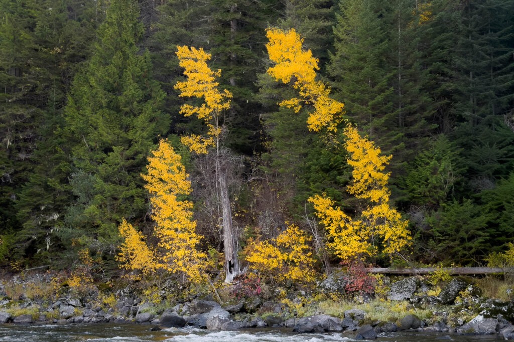 Color photograph of a low river flow across the bottom of the photograph revealing a rocky shore. Above is a wall of evergreen with a circular outline of golden leaves of autumn. river flow